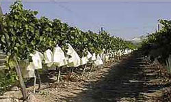 Viñas Viñas