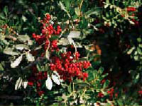 Detalle de Lentisco, Pistacia lentiscus Detalle de Lentisco, Pistacia lentiscus