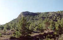 Pinada de Umbría Pinada de Umbría