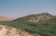 Carrizal Vinalopó Carrizal Vinalopó